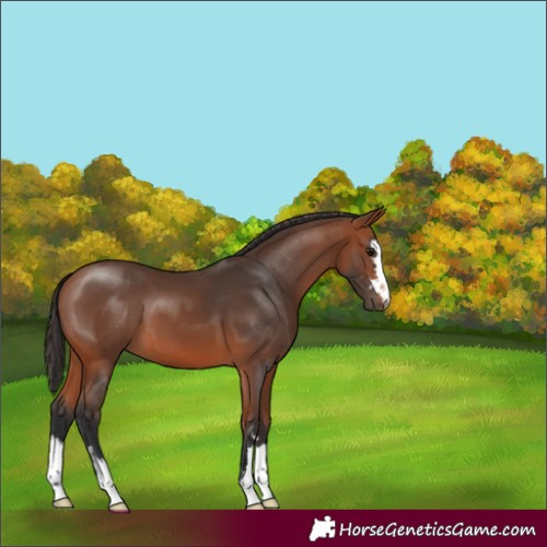 Horse Color:Bay 