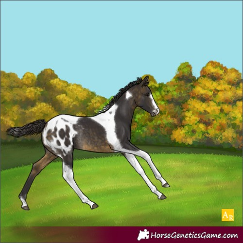 Horse Color:Buckskin Tobiano Appaloosa Rabicano 