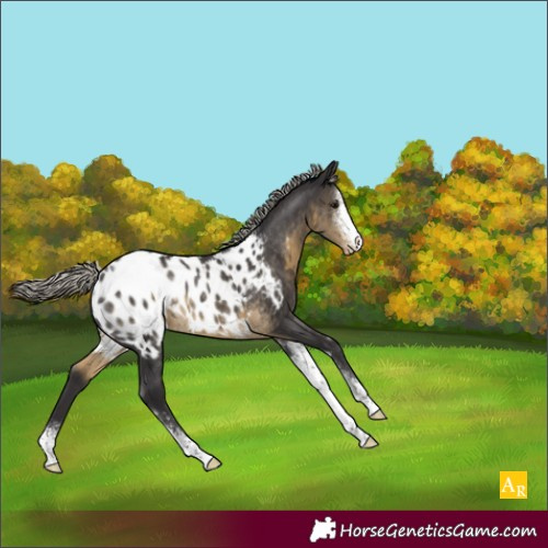Horse Color:Silver Smoky Black Sabino Appaloosa Rabicano