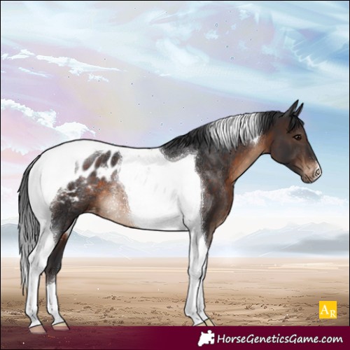 Horse Color:Brown Tobiano Appaloosa Rabicano 