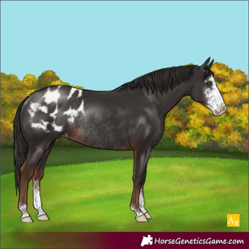 Horse Color:Liver Chestnut Sabino Blanket Rabicano 
