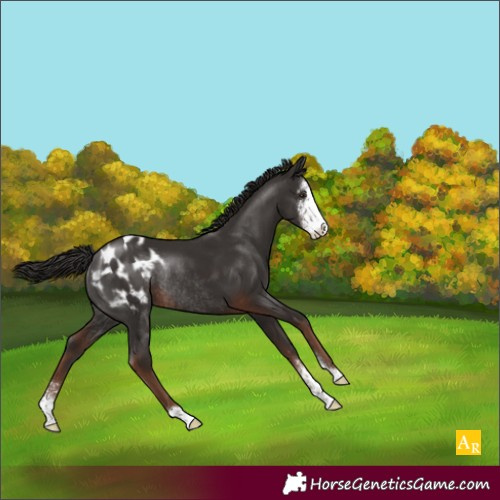 Horse Color:Liver Chestnut Sabino Appaloosa Rabicano 