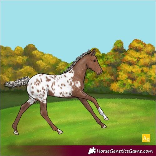 Horse Color:Silver Black Appaloosa 