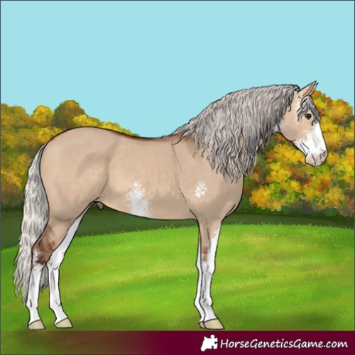 Horse Color:Silver Bay Dun Sabino 