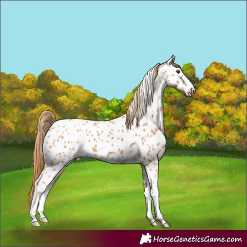 Horse Color:Chestnut Appaloosa 
