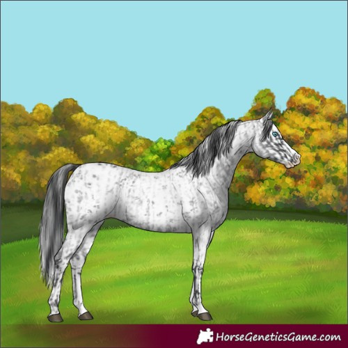 Horse Color:Blue Roan Sabino Splash  and White Spotted Black Sabino Splash 