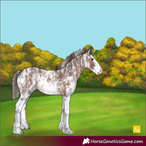 Horse Color:Liver Chestnut Sabino Splash Rabicano 