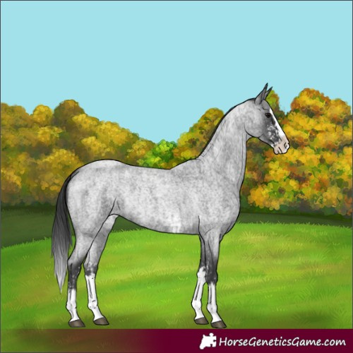 Horse Color:Blue Roan Sabino Splash and Blue Roan Sabino Splash