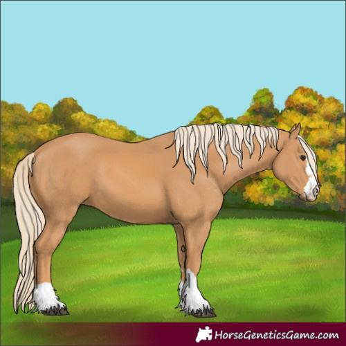 Horse Color:Chestnut 