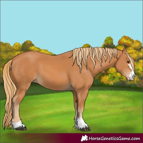 Horse Color:Chestnut 