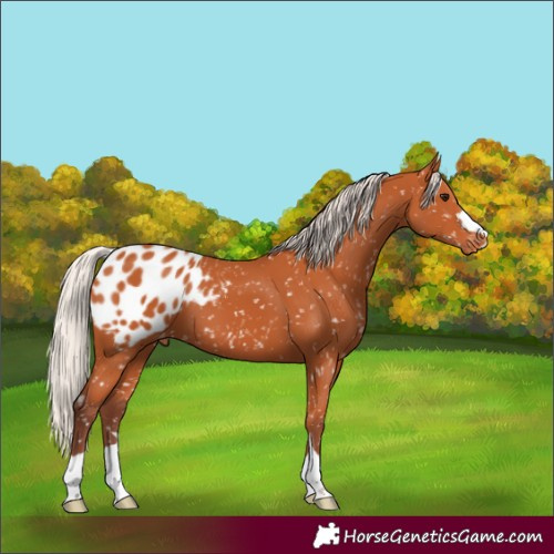 Horse Color:Chocolate Silver Bay Appaloosa 
