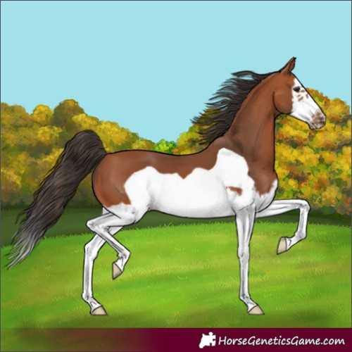 Horse Color:Bay Splash Frame 