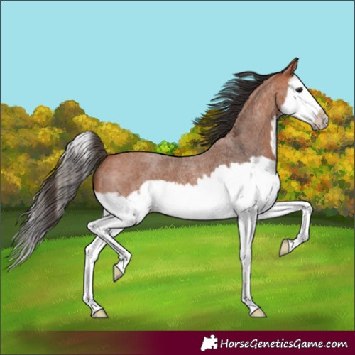 Horse Color:Bay Roan Splash Frame 