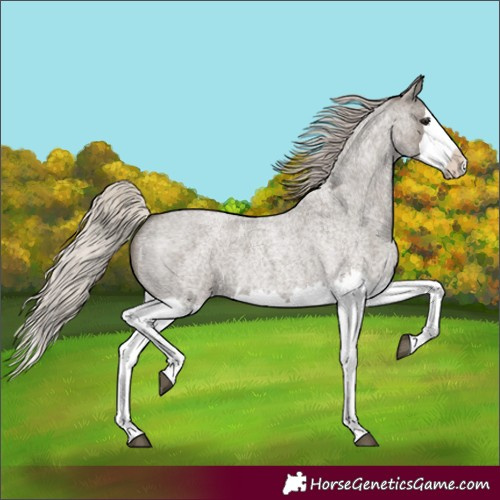 Horse Color:Silver Grullo Roan Splash 