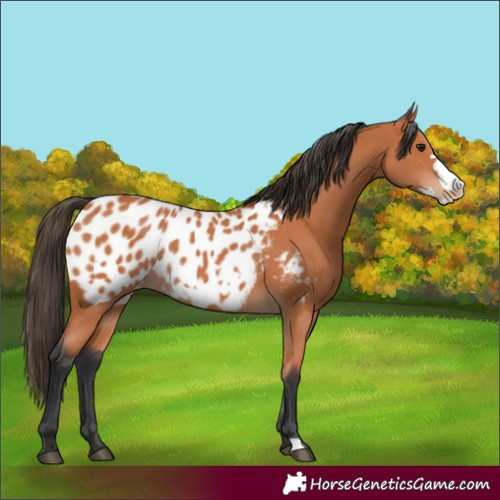 Horse Color:Bay Frame Appaloosa