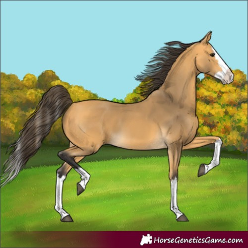 Horse Color:Buckskin Splash
