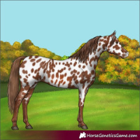 Horse Color:Chestnut Near Leopard 