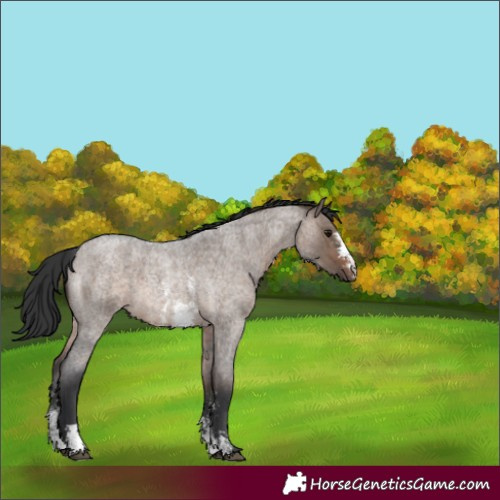 Horse Color:Brown Roan Dun Sabino 