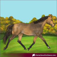 Horse Color:Buckskin 