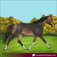 Horse Color:Buckskin Tobiano