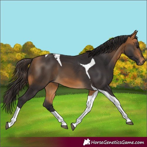 Horse Color:Buckskin Tobiano 