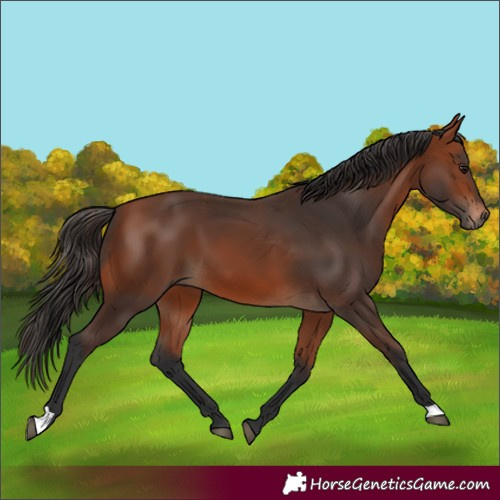 Horse Color:Bay 