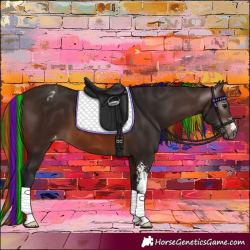 Horse Color:Gray Painted Bay Sabino Appaloosa 