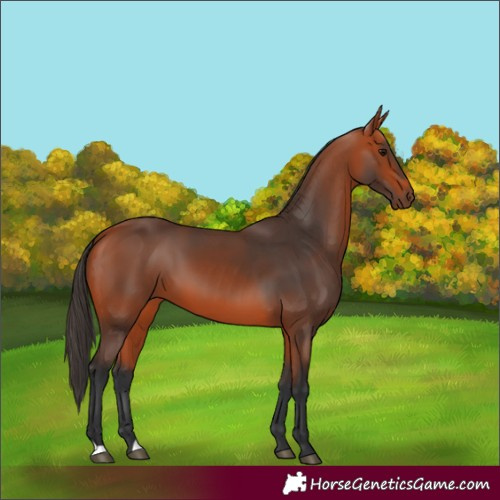 Horse Color:Bay 