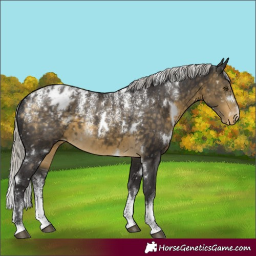 Horse Color:Powder White White Spotted Silver Buckskin Appaloosa 