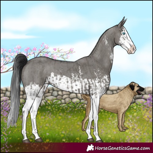 Horse Color:Grullo Sabino Splash  and Grullo Sabino Splash 