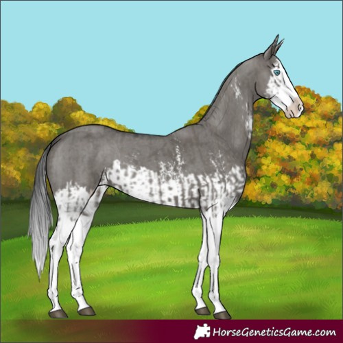 Horse Color:Grullo Sabino Splash  and Grullo Sabino Splash 
