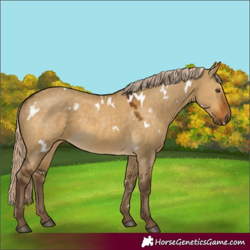 Horse Color:White Spotted Chocolate Palomino Dun