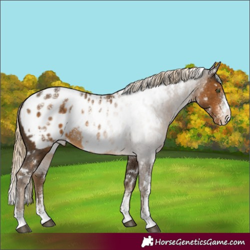 Horse Color:Powder White White Spotted Chocolate Palomino Appaloosa Rabicano 