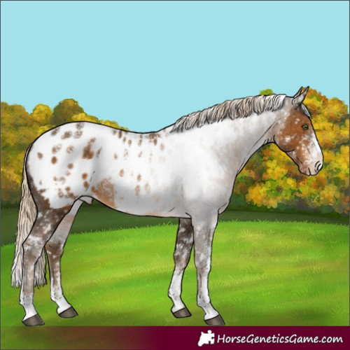 Horse Color:Powder White White Spotted Chocolate Palomino Appaloosa Rabicano