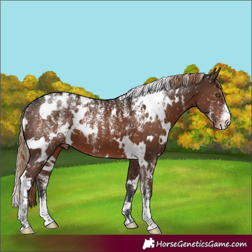 Horse Color:Powder White White Spotted Liver Chestnut Appaloosa 