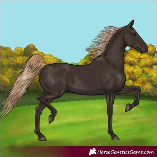 Horse Color:Liver Chestnut Rabicano 