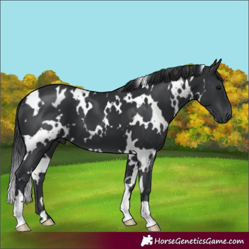 Horse Color:White Spotted Black