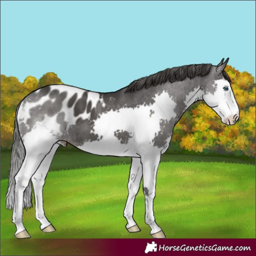 Horse Color:Black Splash Appaloosa 