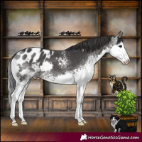 Horse Color:White Spotted Black Splash Appaloosa 