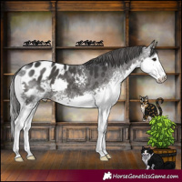 Horse Color:White Spotted Black Splash Appaloosa