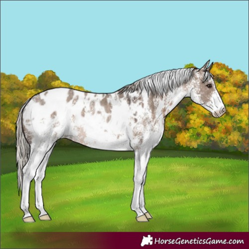 Horse Color:White Spotted Silver Brown Dun Appaloosa Rabicano 