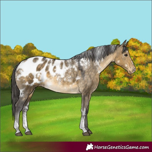 Horse Color:Powder White White Spotted Buckskin Dun Appaloosa Rabicano 