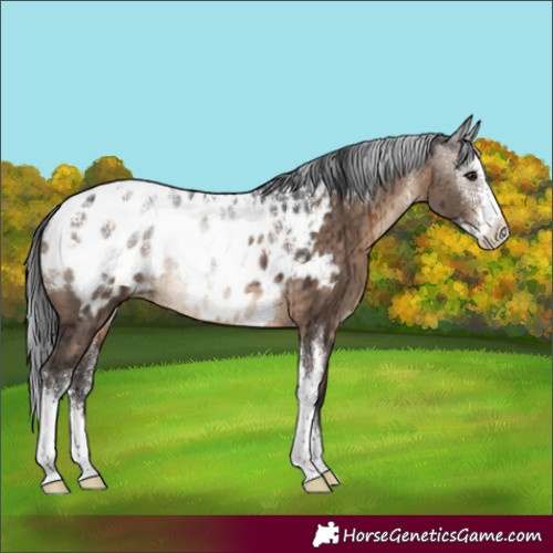 Horse Color:Powder White Brown Dun Sabino Appaloosa Rabicano Brindle 