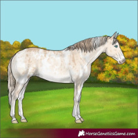 Horse Color:Powder White White Spotted Perlino Dun Rabicano Brindle 