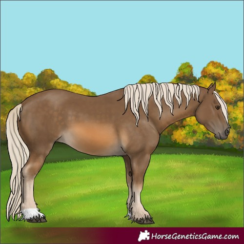Horse Color:Unknown