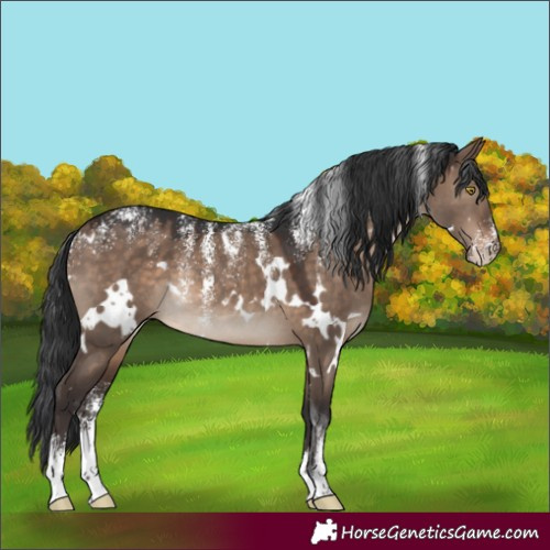 Horse Color:Powder White White Spotted Brown Dun Rabicano 