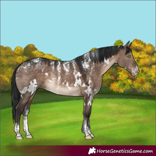 Horse Color:Powder White White Spotted Brown Dun Rabicano 