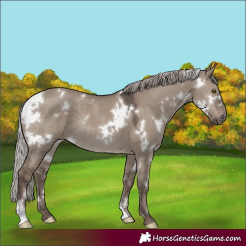 Horse Color:White Spotted Silver Grullo Rabicano 