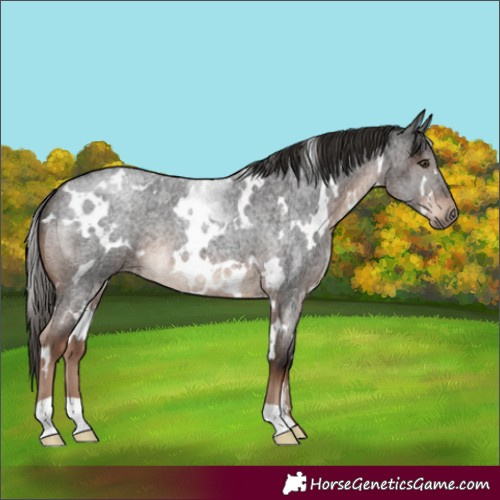 Horse Color:White Spotted Liver Red Roan 