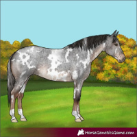 Horse Color:White Spotted Liver Red Roan